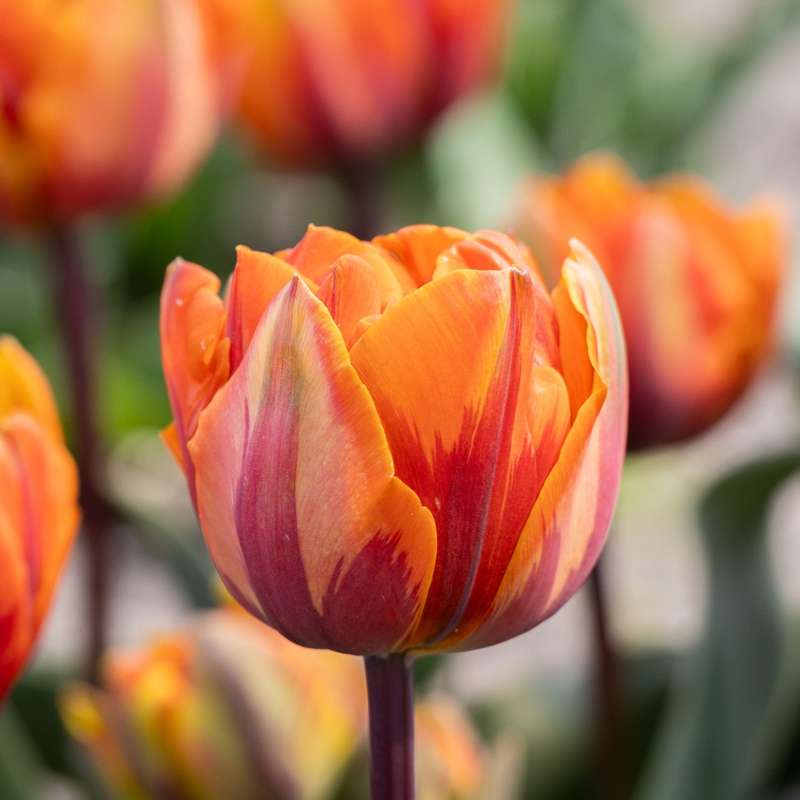 Tulipan 'Orange Princess'